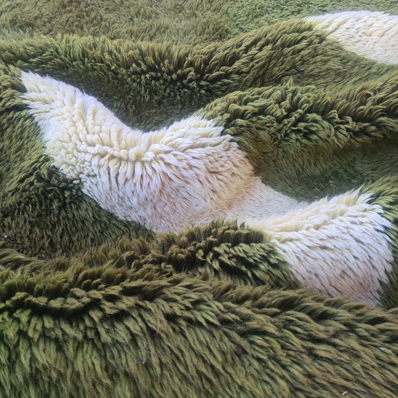 Olive Archipelago — Beni Mrirt Organic Field